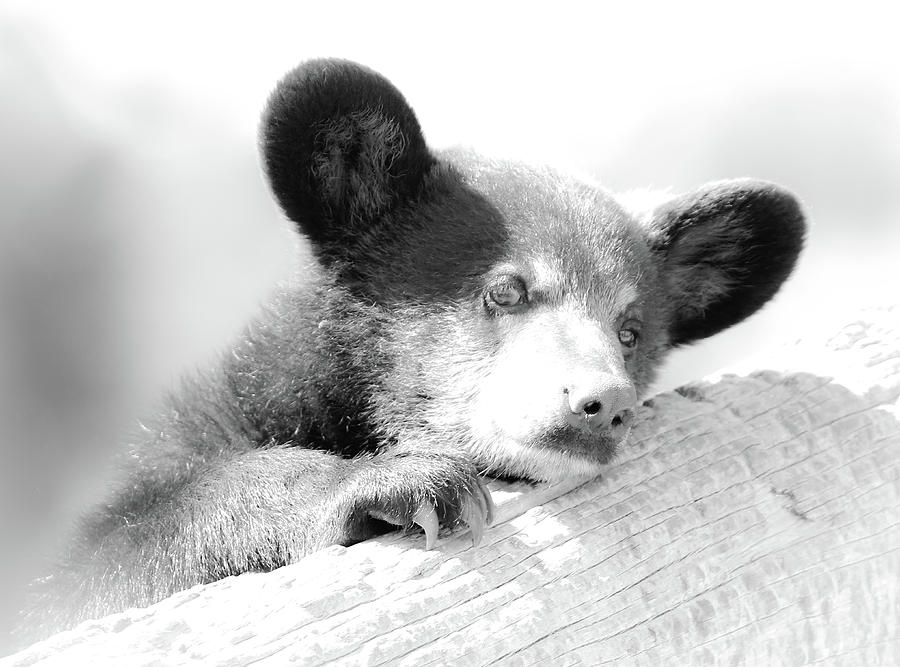 Baby Bear Cub BW Photograph by Athena Mckinzie