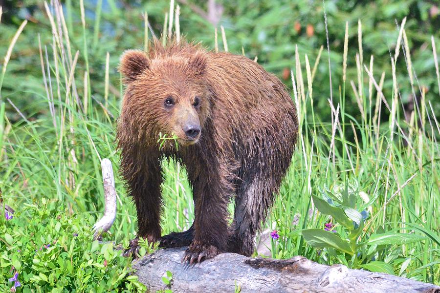 Baby Bear Cub With A Flower In Its Mouth Photograph By Patricia Twardzik