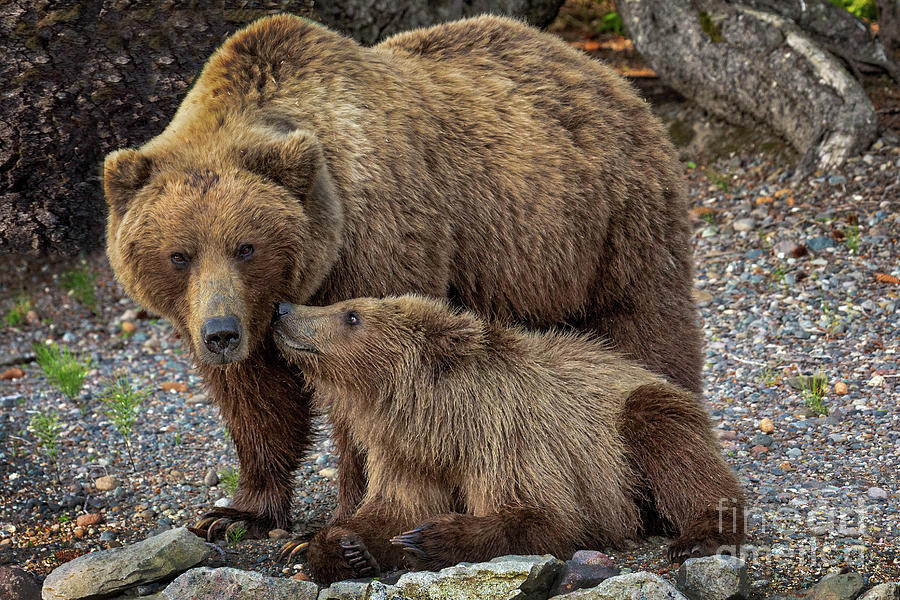 Baby Bear Kisses Photograph by Rob Daugherty - Fine Art America