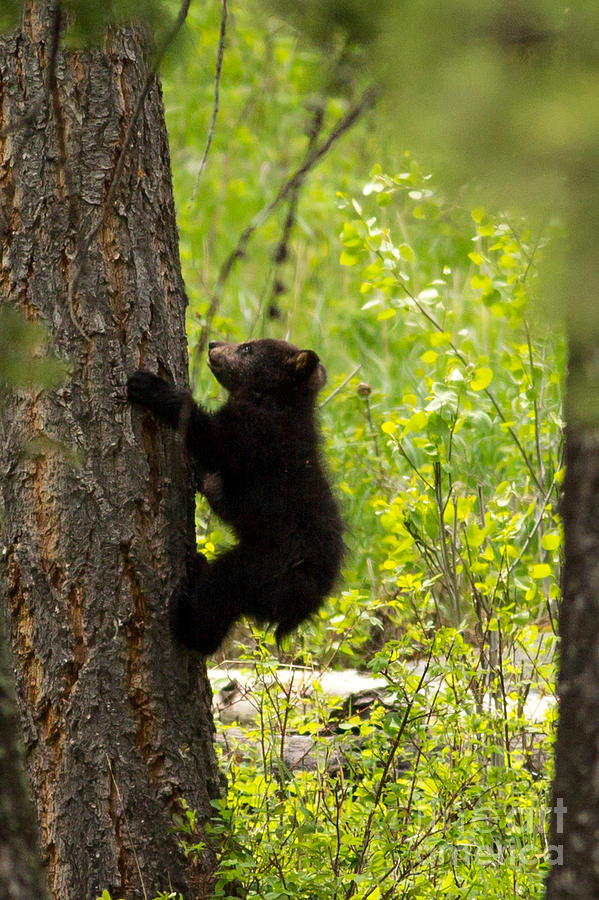 Baby Bear Photograph by Natural Focal Point Photography