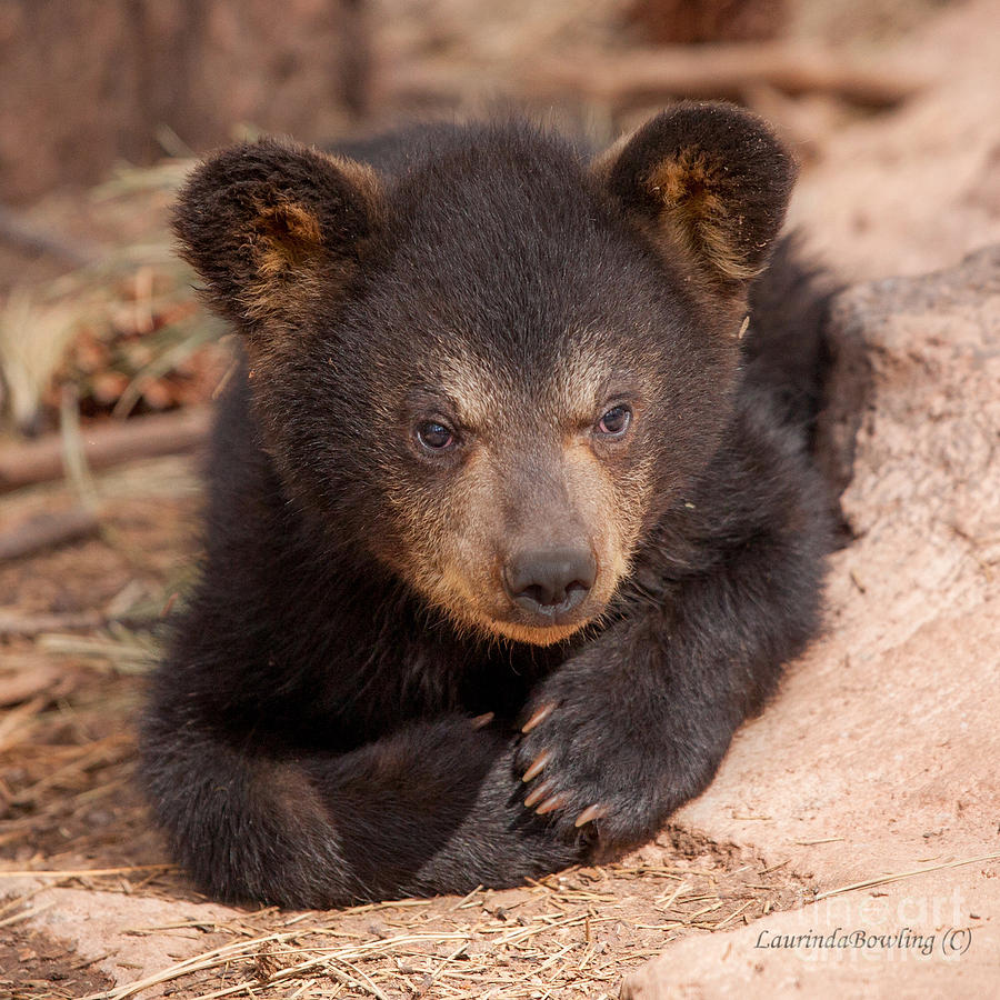 Baby Bear Portrait Photograph by Laurinda Bowling