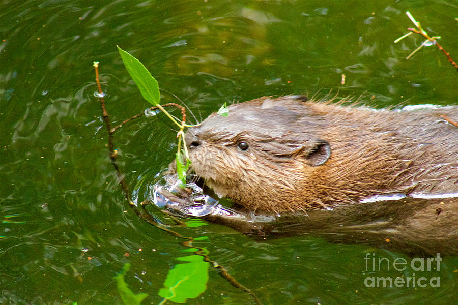 Baby Beaver Photograph by Sean Griffin