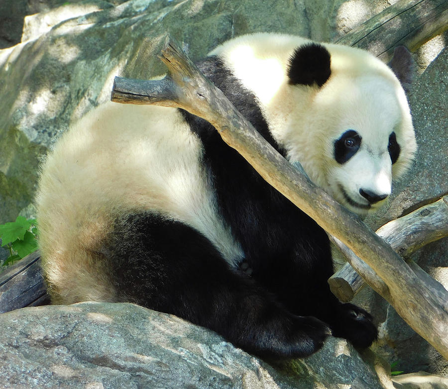 Baby Bei Bei The Panda Photograph by Emmy Marie Vickers
