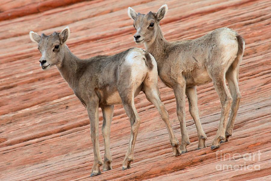 Baby Big Horn Sheep Photograph by Adam Jewell