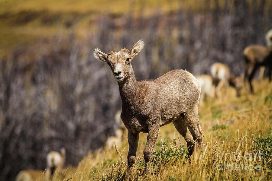 Baby Bighorn Sheep Photograph by Mirko Chianucci Pixels