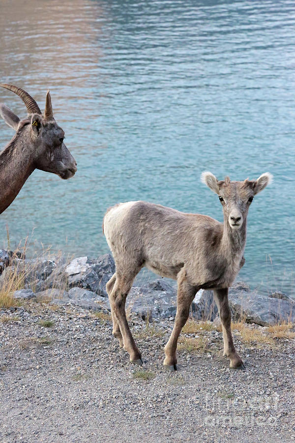 Baby Bighorn Sheep with Mom Photograph by Carol Groenen