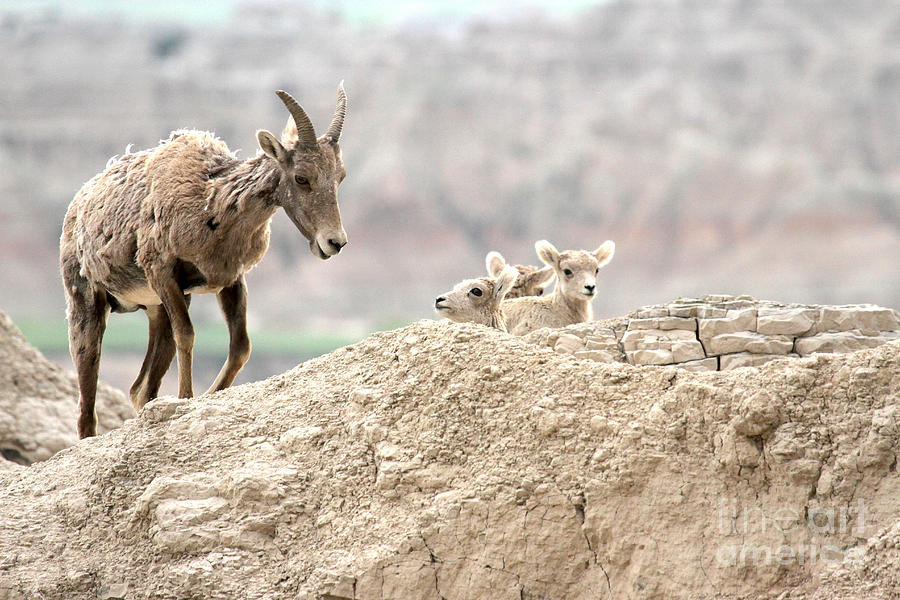 Baby Bighorns And Mom Photograph by Adam Jewell
