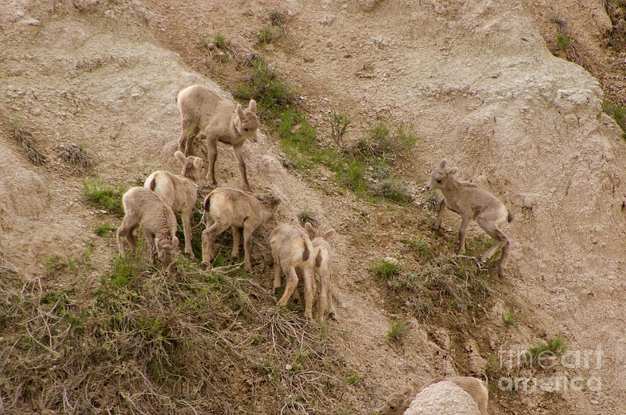 Baby Bighorns Photograph by Sean Griffin