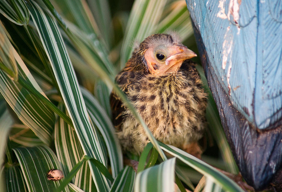 Baby Bird Hiding in Grass Photograph by Douglas Barnett