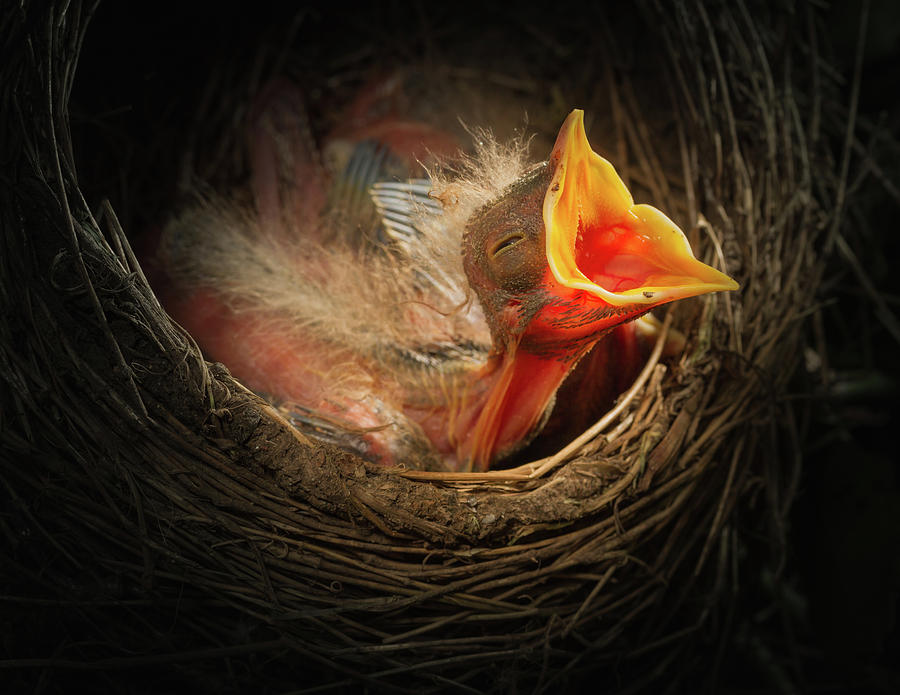 Baby bird in the nest with mouth open Photograph by William Lee