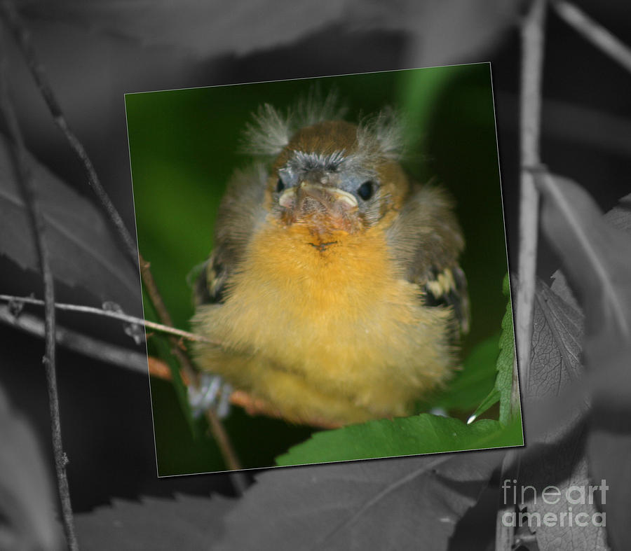 Baby Bird Partial Color Photograph by Smilin Eyes Treasures