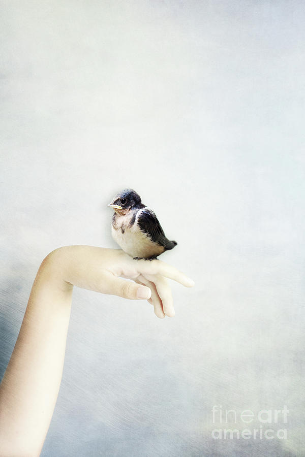 Baby Bird Photograph by Stephanie Frey