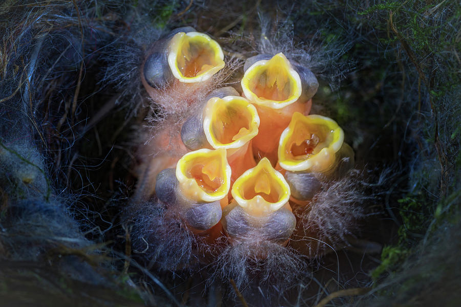 Baby birds open mouths Photograph by William Lee