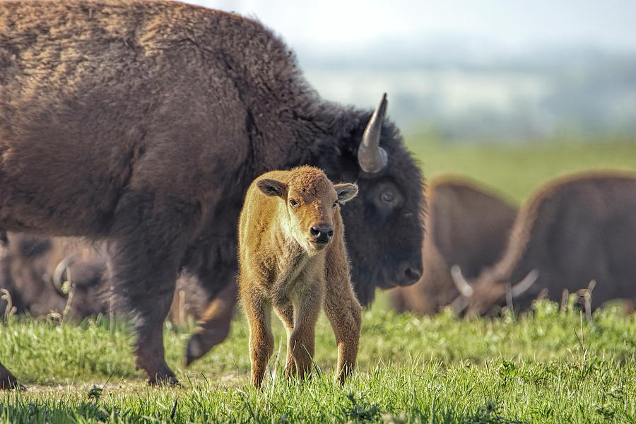 Baby Bison Photograph by Alan Hutchins