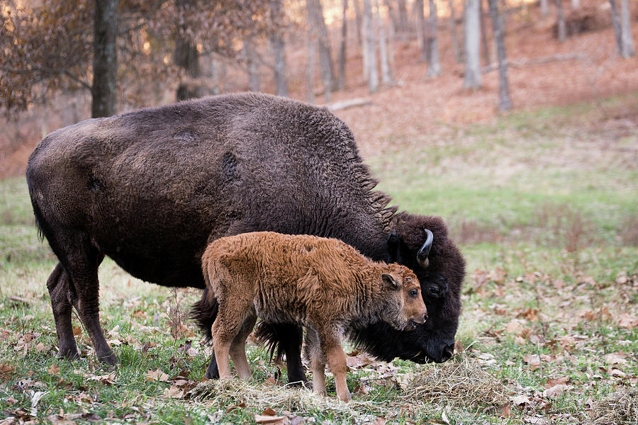 Baby Bison Photograph by Andrea Silies