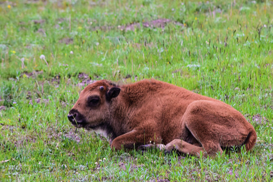 Baby Bison Photograph