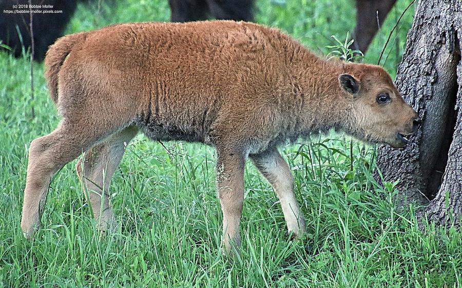 Baby Bison In A Time Out Photograph
