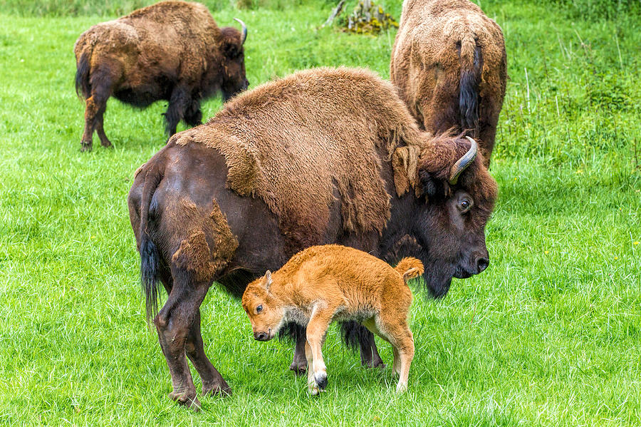 Baby Bison Photograph by Mike Centioli