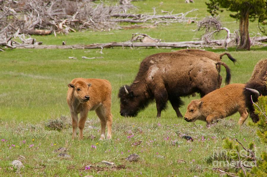 Baby Bison Photograph by Sean Griffin