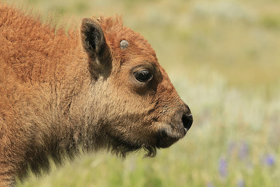 Baby Bison Photograph by Steve McKinzie