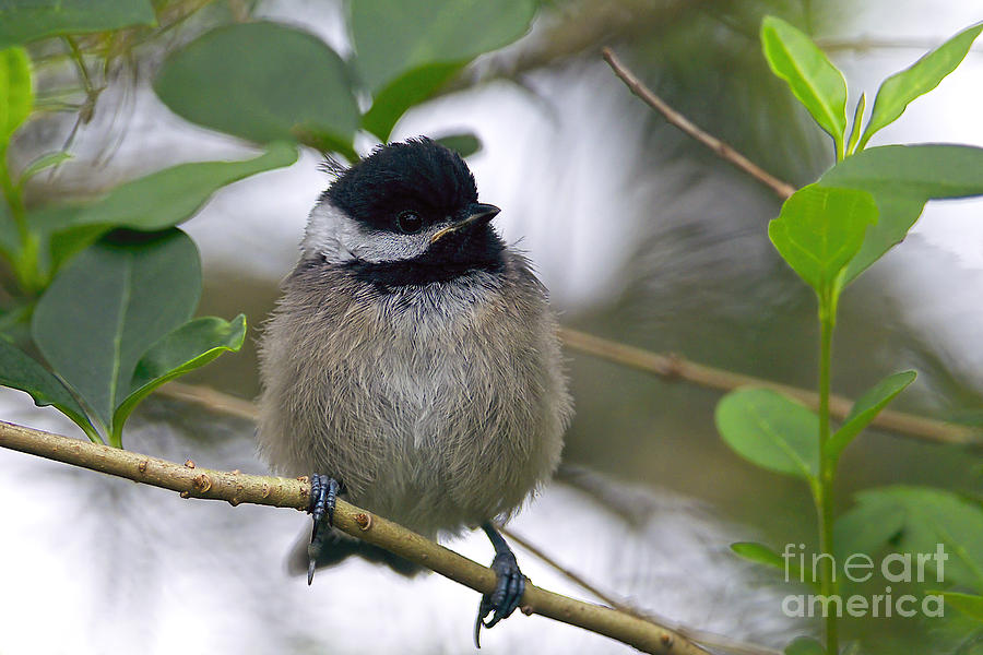 Baby Black-capped Chickadee Photograph by Sharon Talson