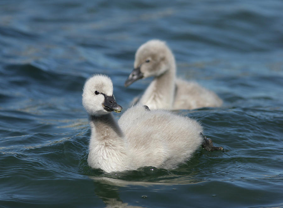 Baby Black Swans Photograph by Masami Iida