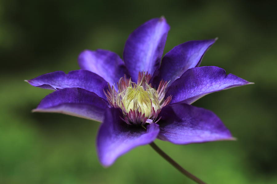 Baby Bloom Clematis Photograph by Tammy Pool