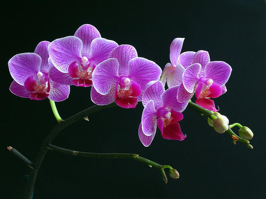 Orchid Photograph - Baby Bloomers by Juergen Roth