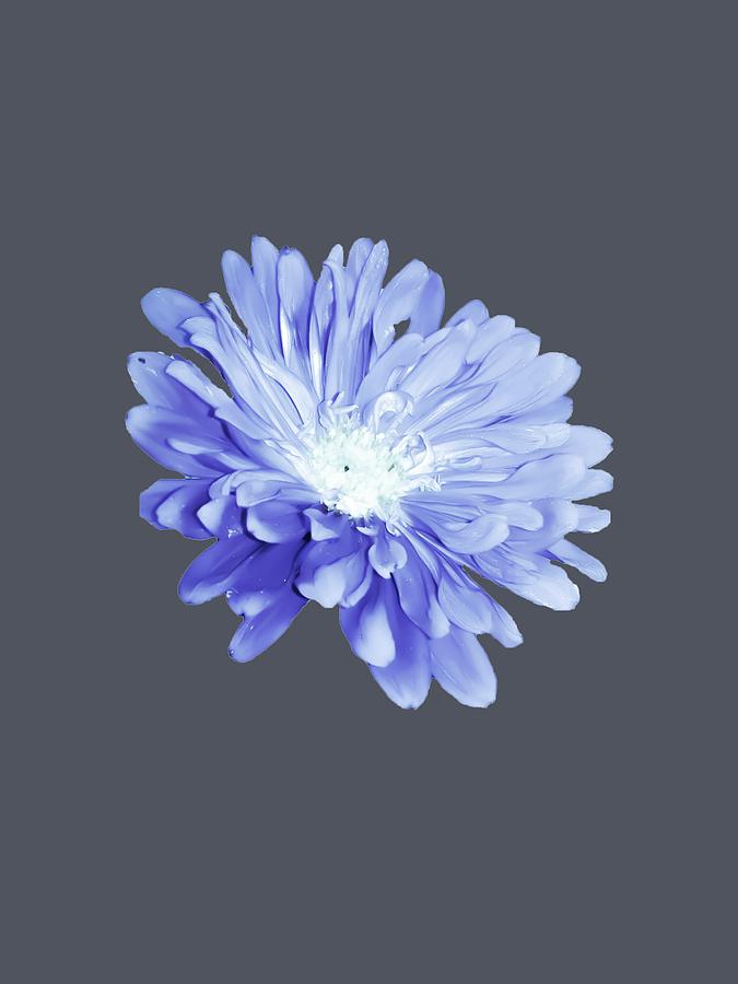 Baby Blue Aster Photograph by Heather Joyce Morrill | Fine Art America