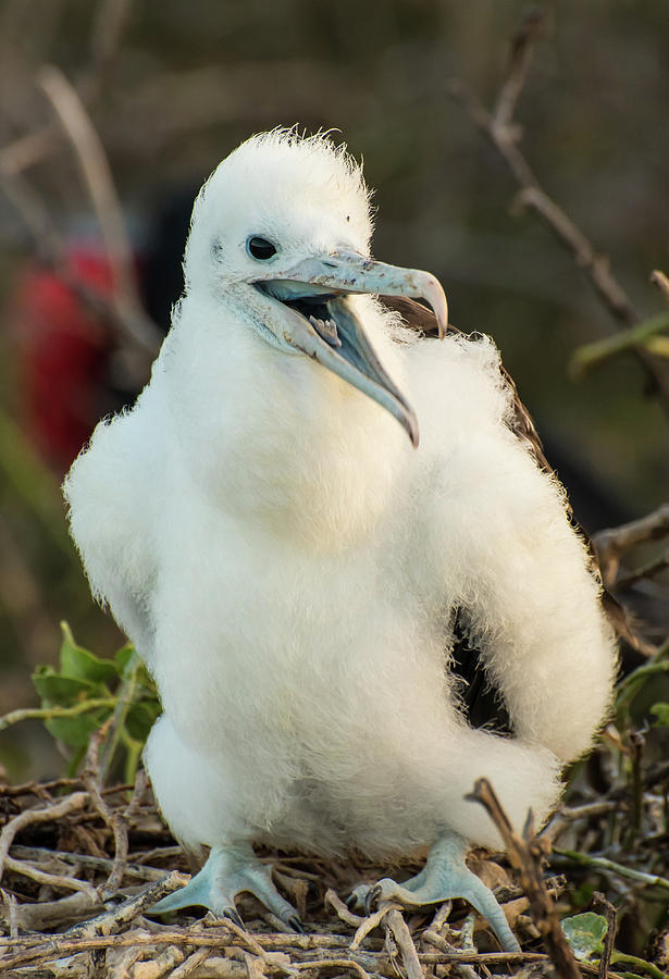 baby blue footed booby