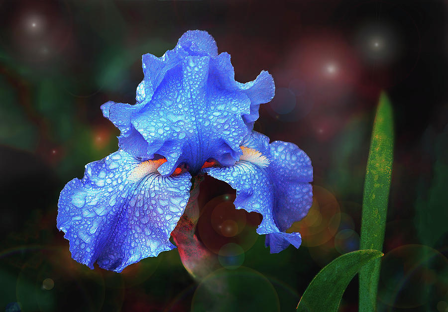 Baby Blue Iris Photograph by John Christopher
