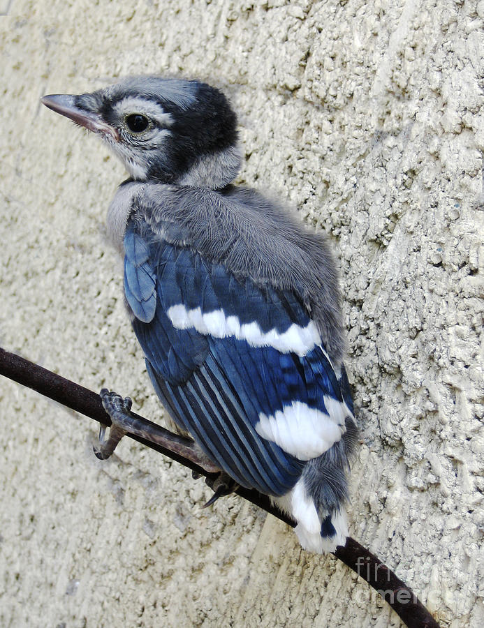 Baby Blue Jay Photograph by Ann Powell