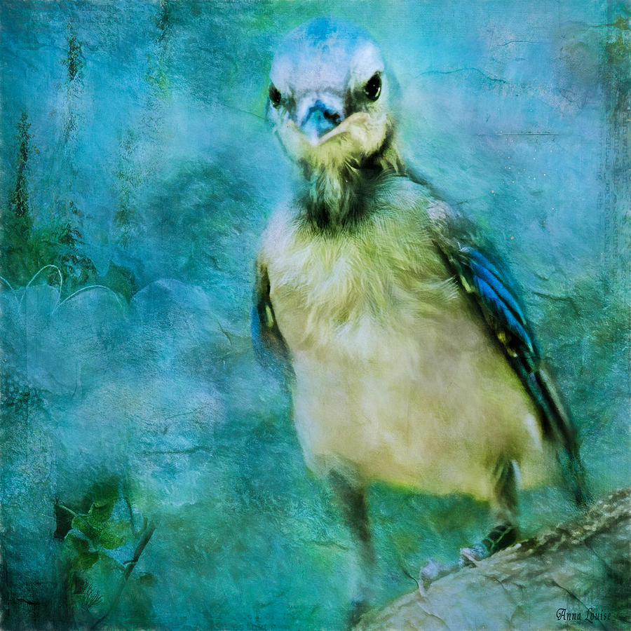Baby Blue Jay Photograph by Anna Louise