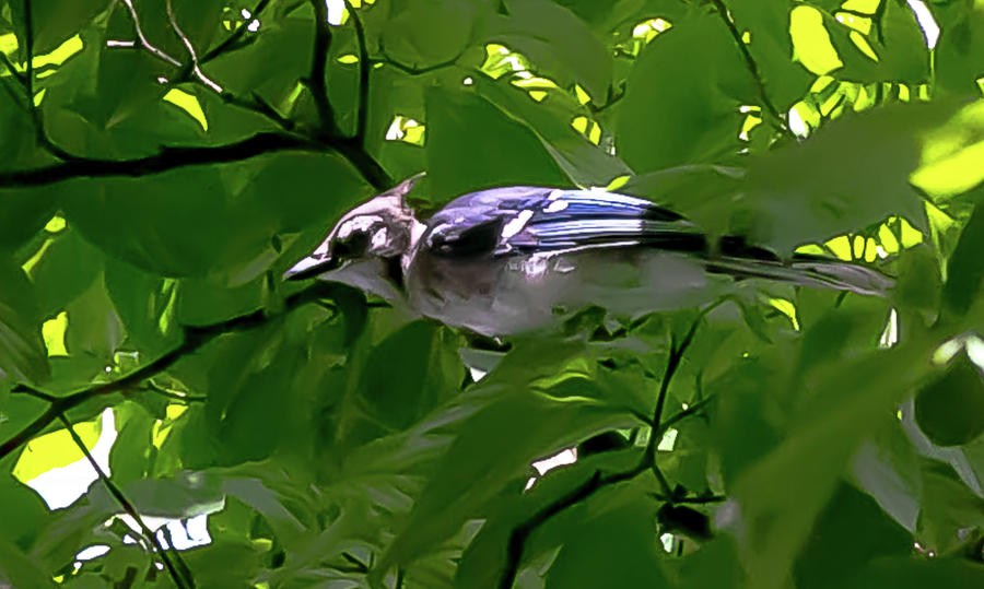Baby Blue Jay checking out new home Digital Art by Ed Stines