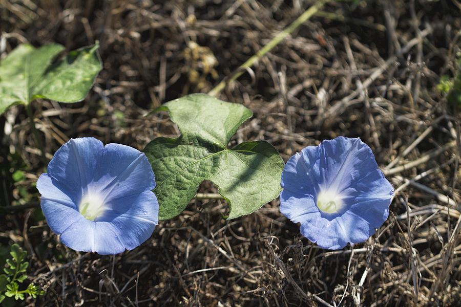 Baby Blue Wild Morning Glories Photograph by Kathy Clark