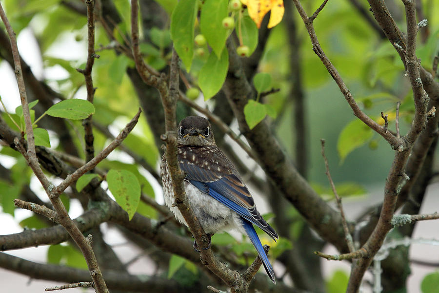 Baby Bluebird Photograph by Jackson Pearson