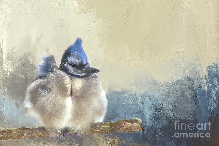 Baby Bluejay in Winter Photograph by Janette Boyd