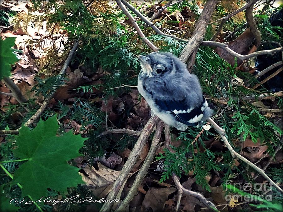 Nature Mixed Media - Baby Bluejay by MaryLee Parker