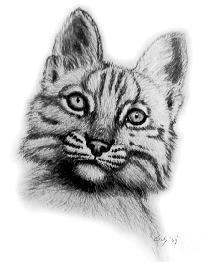 Baby Bobcat Drawing - Baby Bobcat by Nick Gustafson