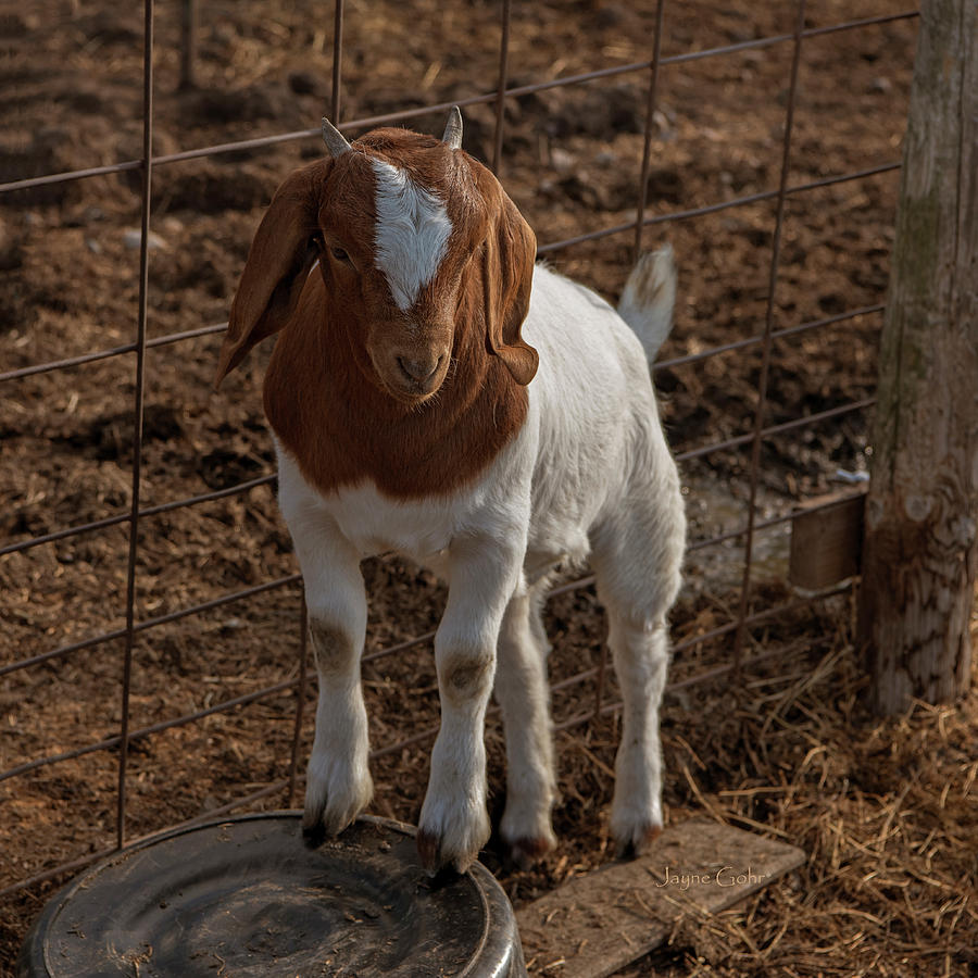 Goat Photograph - Baby Boer by Jayne Gohr