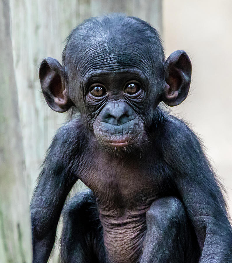 baby-bonobo-jeremy-carpenter.jpg