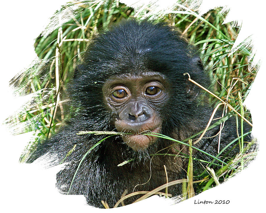Baby Bonobo Photograph by Larry Linton