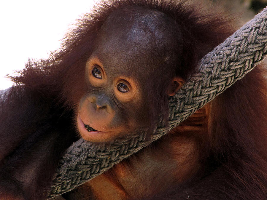  Baby Bornean Orangutan  Photograph by Christopher Mercer