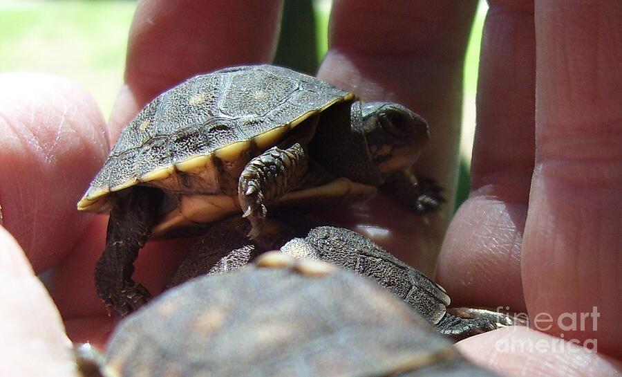 Baby Box Turtles Photograph by Timothy Smith - Fine Art America