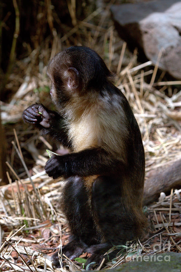 Baby Brown Capuchin Monkey Photograph by Stephen Melia