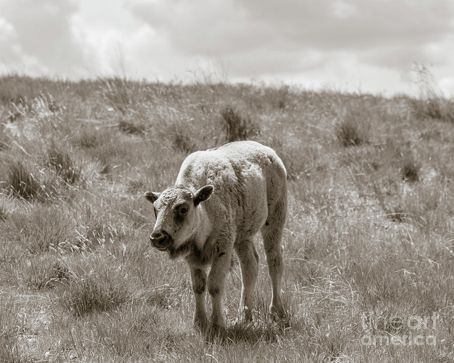 Baby buffalo in field with sky Photograph by Rebecca Margraf
