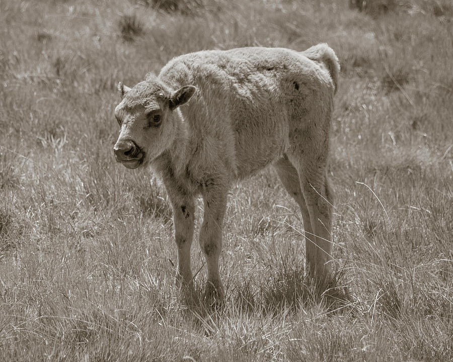 Baby Buffalo Photograph by Rebecca Margraf