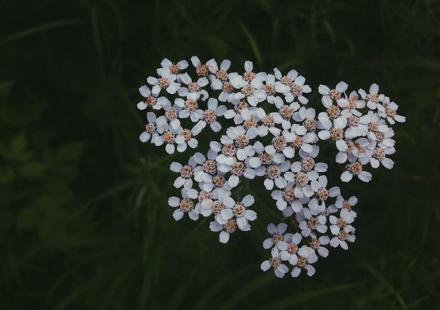 Flower Photograph - Baby Bunch by Annie Walczyk