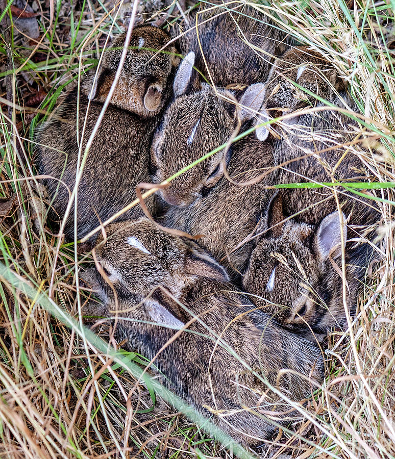 Baby Bunnies Photograph by Timothy Anable