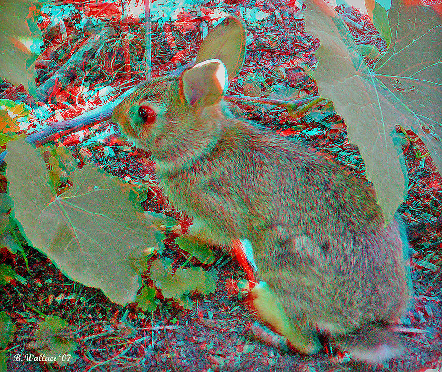Baby Bunny - Use Red-Cyan 3D glasses Photograph by Brian Wallace